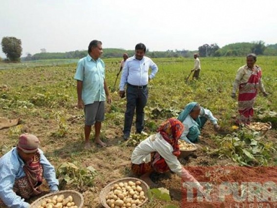 Potato Production : Santirbazar Sub Division ahead of others in State